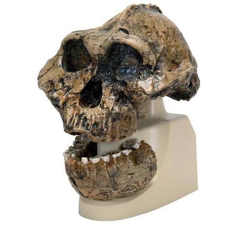Australopithecus Boisei Skull Model R4630
