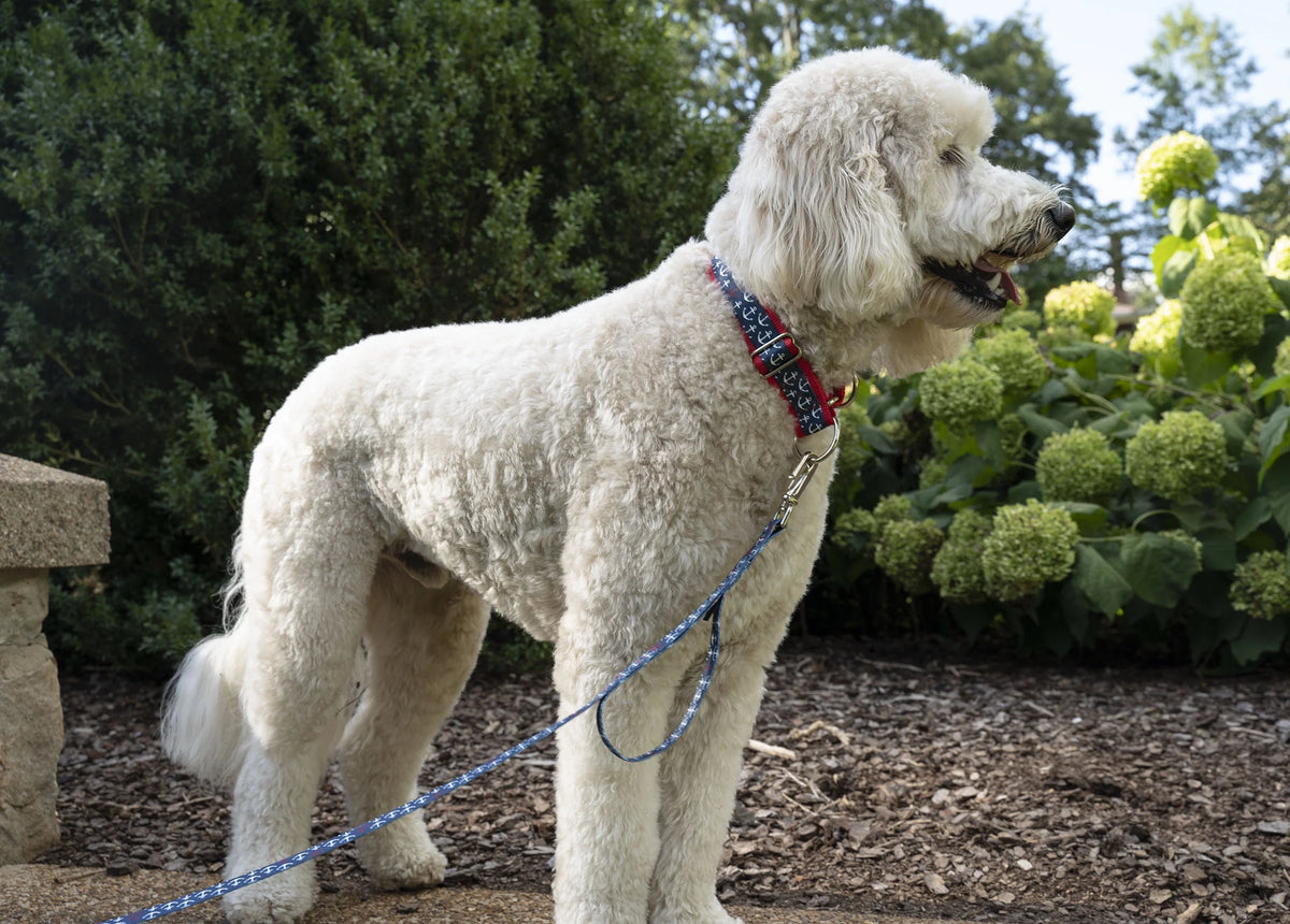Large Martingale Dog Collar R94004