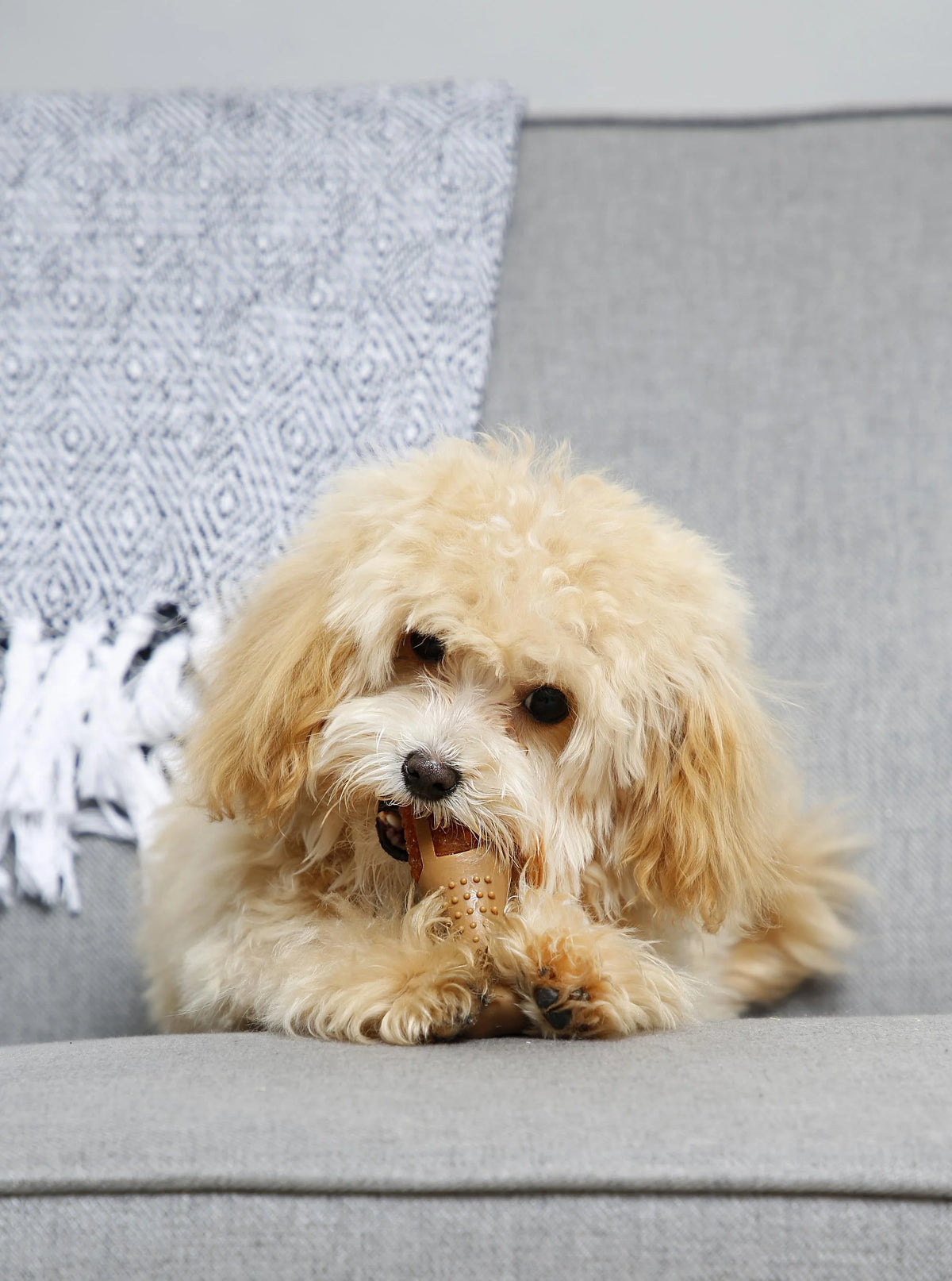 Chicken Flavored Chew Toy, 2 Pack E162983