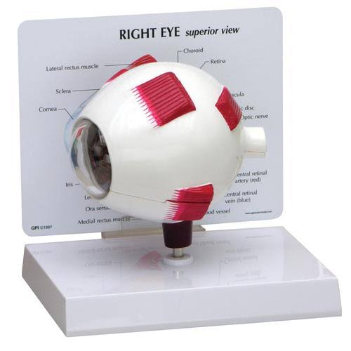Full Eye Model P3263