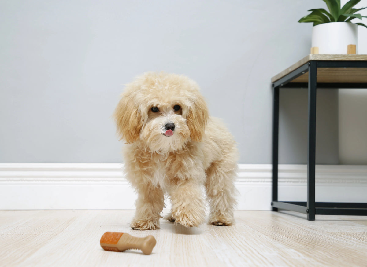Chicken Flavored Chew Toy, 2 Pack E162983